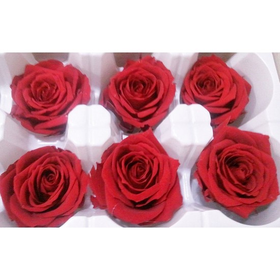 Preserved Roses - 8 per Order - Colors: Red - White Preserved Roses - 8 per Order - Colors: Red - White