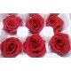 Preserved Roses - 8 per Order - Colors: Red - White Preserved Roses - 8 per Order - Colors: Red - White