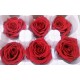 Preserved Roses - 8 per Order - Colors: Red - White