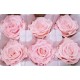 Preserved Roses - 8 per Order - Colors: Red - White Preserved Roses - 8 per Order - Colors: Red - White