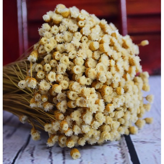 Dried Happy Flower - Straw Flowers Dried Happy Flower - Straw Flowers