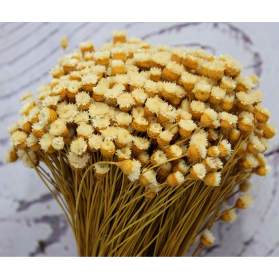 Dried Happy Flower - Straw Flowers Dried Happy Flower - Straw Flowers