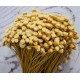 Dried Happy Flower - Straw Flowers Dried Happy Flower - Straw Flowers