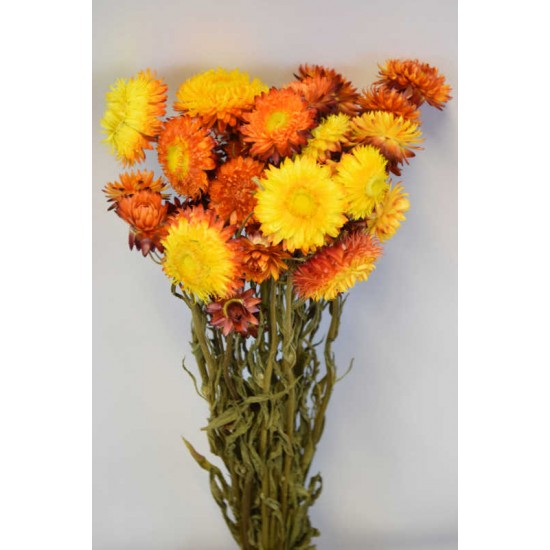 Dried Strawflowers Bouquet - Sunset Dried Strawflowers Bouquet - Sunset