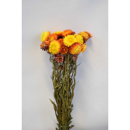 Dried Strawflowers Bouquet - Sunset