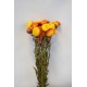 Dried Strawflowers Bouquet - Sunset Dried Strawflowers Bouquet - Sunset