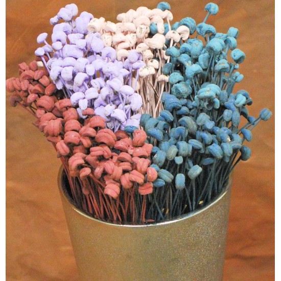 Dried Valley Buttons - Colors Dried Valley Buttons - Colors