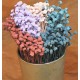 Dried Valley Buttons - Colors Dried Valley Buttons - Colors