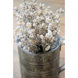 Rare Dried White Lavender Bunch