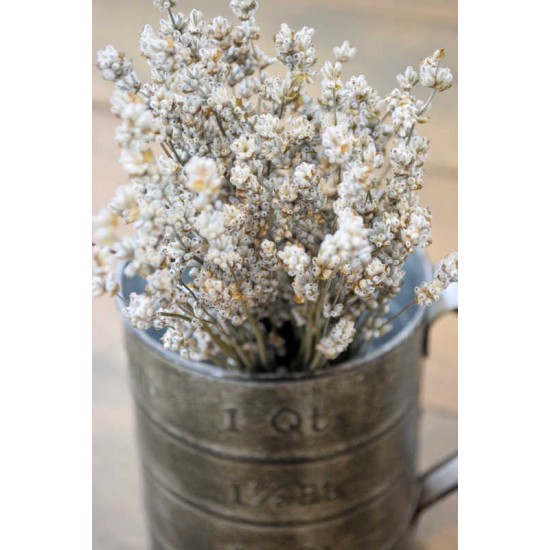 Rare Dried White Lavender Bunch Rare Dried White Lavender Bunch