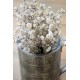 Rare Dried White Lavender Bunch Rare Dried White Lavender Bunch