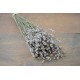 Rare Dried White Lavender Bunch Rare Dried White Lavender Bunch