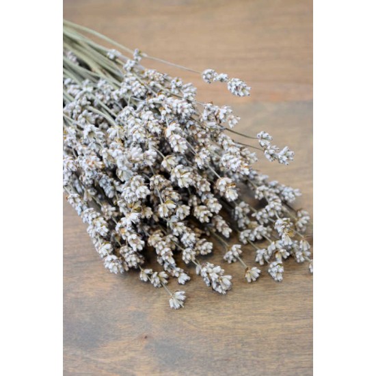 Rare Dried White Lavender Bunch Rare Dried White Lavender Bunch