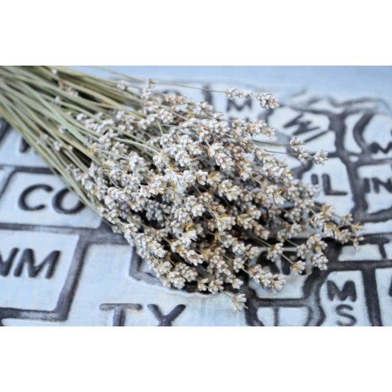 Rare Dried White Lavender Bunch Rare Dried White Lavender Bunch