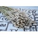 Rare Dried White Lavender Bunch Rare Dried White Lavender Bunch