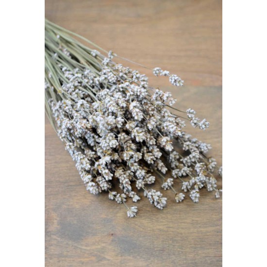 Rare Dried White Lavender Bunch Rare Dried White Lavender Bunch