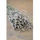 Rare Dried White Lavender Bunch Rare Dried White Lavender Bunch