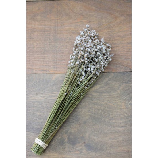 Rare Dried White Lavender Bunch Rare Dried White Lavender Bunch