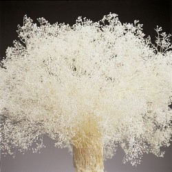 White Sparkle Stardust Gypsophila - Baby's Breath