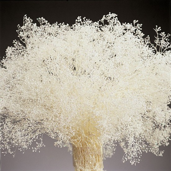 White Sparkle Stardust Gypsophila - Baby's Breath