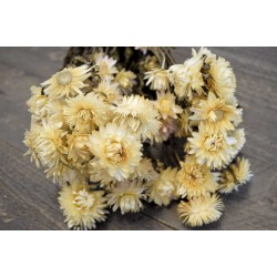 Dried Strawflowers Bouquet - White (neutral)