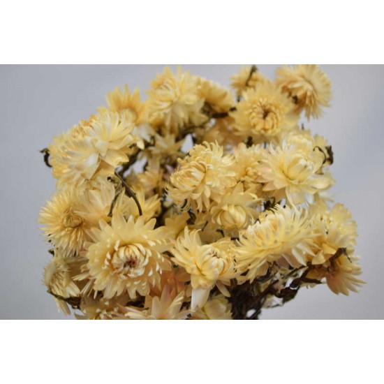 Dried Strawflowers Bouquet - White (neutral)