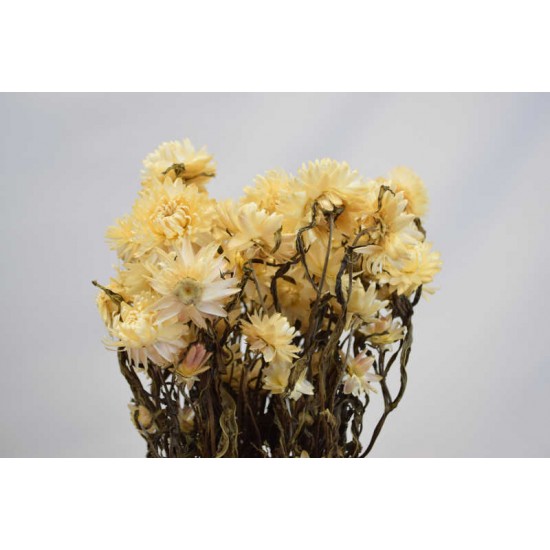 Dried Strawflowers Bouquet - White (neutral)