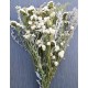 Dried White Garden Flower Bouquet