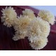 Wood Flowers - Wood Zinnia Wood Flowers - Wood Zinnia