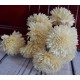 Wood Flowers - Wood Zinnia Wood Flowers - Wood Zinnia