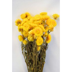 Dried Strawflowers Bouquet - Yellow