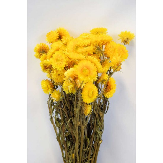 Dried Strawflowers Bouquet - Yellow