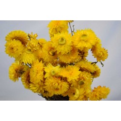 Dried Strawflowers Bouquet - Yellow