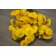 Dried Strawflowers Bouquet - Yellow