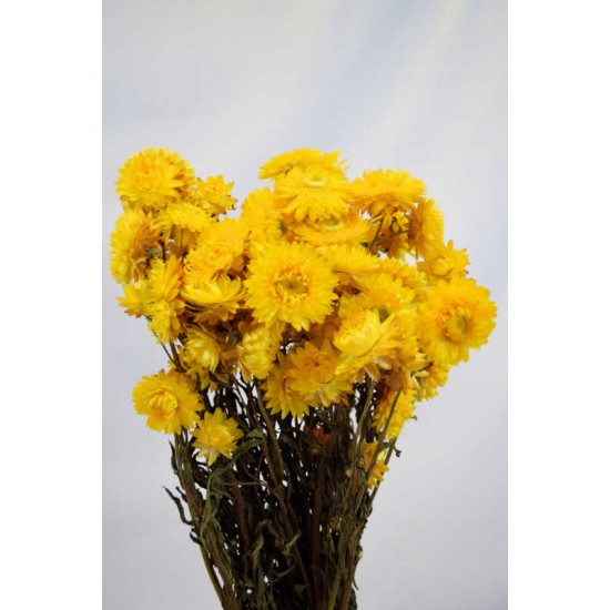 Dried Strawflowers Bouquet - Yellow