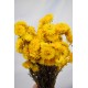 Dried Strawflowers Bouquet - Yellow