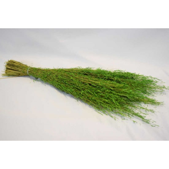 Dried Briza Quaking Grass Dried Briza Quaking Grass