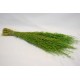 Dried Briza Quaking Grass