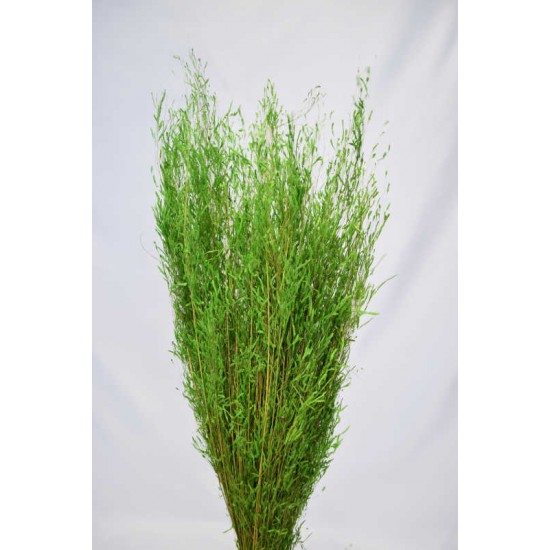 Dried Briza Quaking Grass Dried Briza Quaking Grass