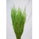 Dried Briza Quaking Grass Dried Briza Quaking Grass