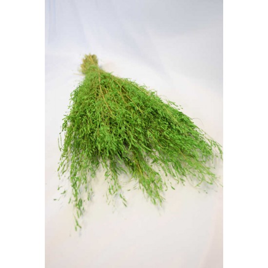 Dried Briza Quaking Grass Dried Briza Quaking Grass