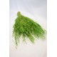 Dried Briza Quaking Grass Dried Briza Quaking Grass