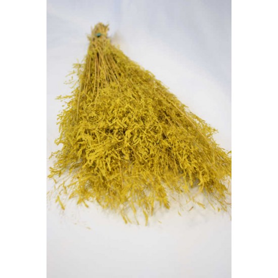 Dried Briza Quaking Grass Dried Briza Quaking Grass