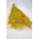 Dried Briza Quaking Grass Dried Briza Quaking Grass