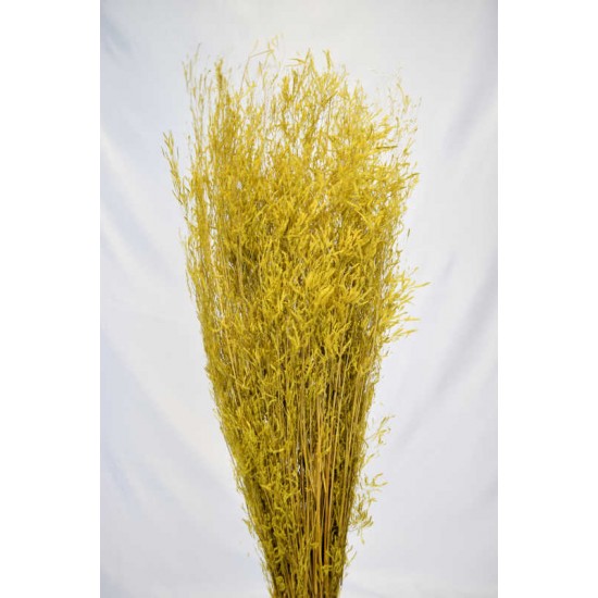 Dried Briza Quaking Grass Dried Briza Quaking Grass