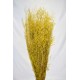 Dried Briza Quaking Grass Dried Briza Quaking Grass