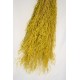 Dried Briza Quaking Grass Dried Briza Quaking Grass