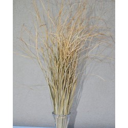 Dried Bear Grass - Decorative