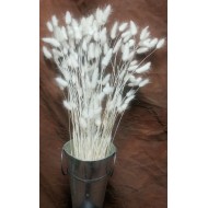 Dried Bunny Tails Grass - Bleached White