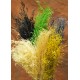 Dried Briza Quaking Grass Dried Briza Quaking Grass